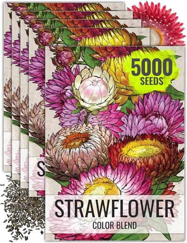 Seed Needs Strawflower Seeds for Planting Mixed Annual Cut Flowers 5 Packs - size: 5 Packs