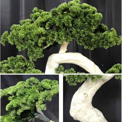 Large Artificial Bonsai Tree - Faux Plants Indoor Podocarpus Tree, Realistic Guest-Greeting Pine Decor for Home Office, Living Room, Farmhouse Zen Decor (10FT) - size: 9ft 10in