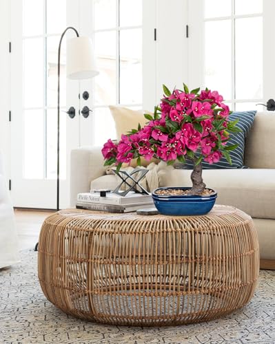 Briful Artificial Bougainvillea Bonsai Tree 18.5" Silk Bougainvillea Plant with Blue Pot Fake Bougainvillea Floral Tree for Home Office Room Desk Shelf Zen Décor(Hot Pink) - color: Pink Blue