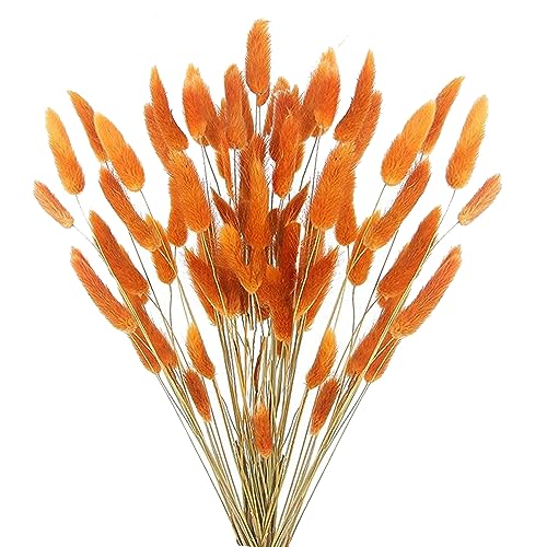 Dried Bunny Tails Flowers Lagurus Ovatus Orange Pampas Grass Natural Dried Floral Arrangement Dry Flowers for Halloween Christmas Boho Decor Home Wedding DIY Craft Decoration - color: Orange