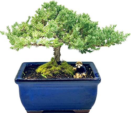 Live Dwarf Juniper Bonsai Tree 7 Year Old | Juniper or Jade Bonsai Tree | Indoor/Outdoor | 100% Handcrafted| Home and Office Décor | Best Gift for Holiday - color: Juniper Mf
