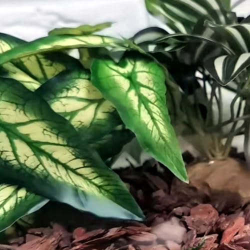 Reptile Plants for Terrarium, Amphibian Habitat Decor Artificial Hanging Plants with Suction Cup, Artificial Plants for Gecko Chameleon Snake Tortoise Tank Accessories. 2-Pack (Alocasia odora-B) - color: Alocasia Odora-b