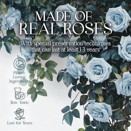 GLAMOUR BOUTIQUE Preserved Roses in a Box - Gifts for Her, Wife & Mom, Rose Flowers Forever Decor for Birthday Gift, Get Well Flower Bouquet Cased in White Box with Cover - Teal - 16 (Color-Treated) - color: Teal, size: 16 Roses Heart Box
