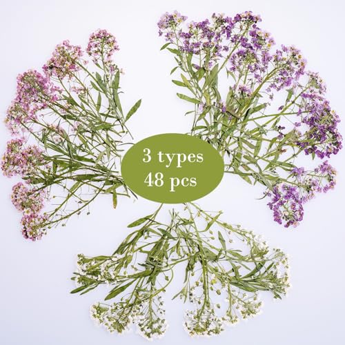 48 Pcs Mix Natural Dried Pressed Flowers for Cake Decorating, Real Dry Flower for Resin Jewelry Making, DIY Art Crafts (Sweet Alyssum) - color: Sweet Alyssum