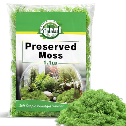Halatool Preserved Moss for Crafts, Green Reindeer Moss for DIY Decorating Art Potted Fairy Garden Accessories Table Centerpieces Wedding Christmas Fairy Party Decor(1.1 LB)