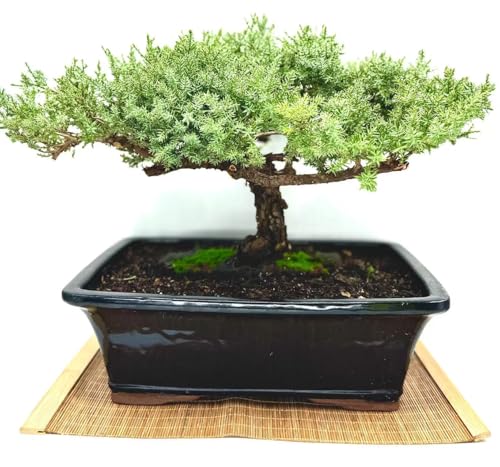 Live Dwarf Juniper Bonsai Tree 15+Years Old | Juniper or Jade Bonsai Tree | Indoor/Outdoor | 100% Handcrafted| Home and Office Décor | Best Gift for Holiday (style4) - color: Juniper Xxl