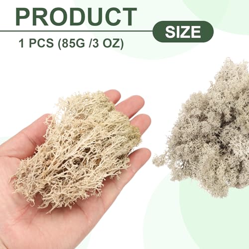 MECCANIXITY 3oz Preserved Reindeer Moss, Brown Decorative Artificial Fake Moss for Potted Plants Indoor Crafts Lichen Centerpieces Decor - color: Brown, size: 3oz