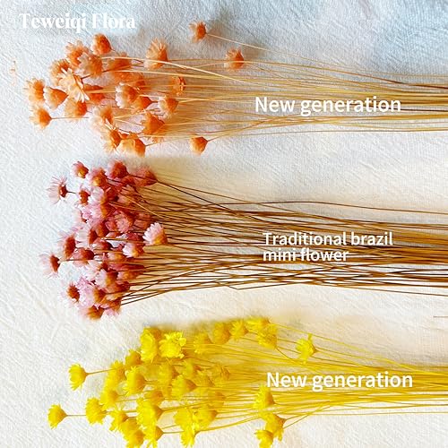 Natural - Dried - Flowers Brazilian Small Star Daisy Dried Decorative Mini Chamomile Bouquet for Wedding Floral Arrangements Home Decorations Valentine's Day Gifts (200 Stems) (Yellow ) - color: Yellow