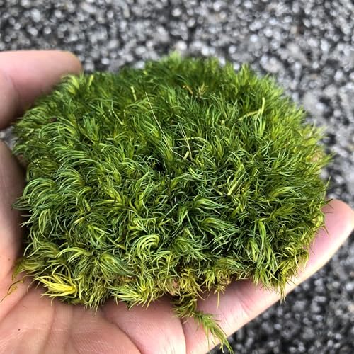 Preserved Pole Moss Pillow Bun Cushion Natural Decorative Real Natural Green DIY Kit Gardenning Art Wall Decor Florist Decor Easter Table Decor Wedding(1.5 sq.ft, Green-A) - color: Green-a, size: 1.5 sq.ft.
