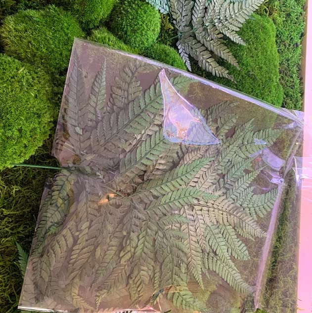 Preserved Real Ferns Dried Tips Stems Wedding Garlands Home Decorations Bouquets Flower Arrangements Wall Hanging (Dark Green) - color: Green