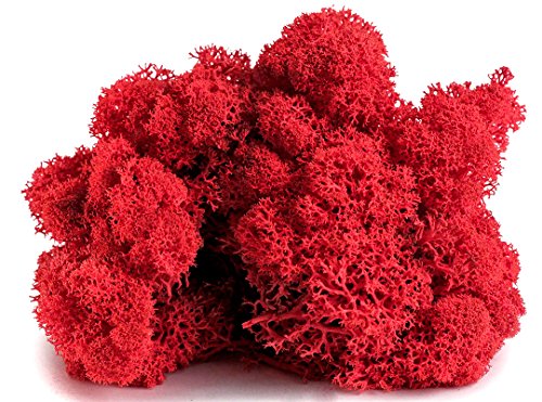SuperMoss 7 59834 21785 5 Reindeer Moss Preserved, Appx. 3 lb Bulk Case, Red - color: Red, size: Appx. 3 lb Bulk Case