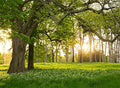 Leowefowa 7X5FT Spring Backdrop Rural Forest Trees Backdrops for Photography Blooming Flowers Green Grassland Nature Vinyl Photo Background Kids Adults Outdoor Travel Portraits Studio Props - size: 7x5ft