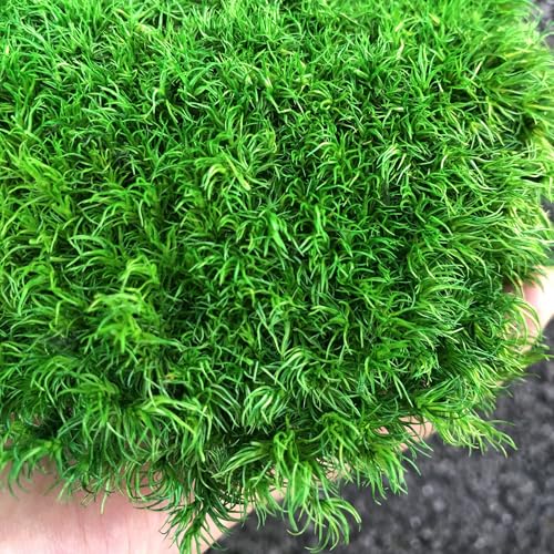 Preserved Pole Moss Pillow Bun Cushion Natural Green Decorative Real Natural DIY Kit Gardenning Art Wall Decor Florist Easter Table Decor Wedding(1.5 sq.ft, Green-C) - color: Green-c, size: 1.5 sq.ft.