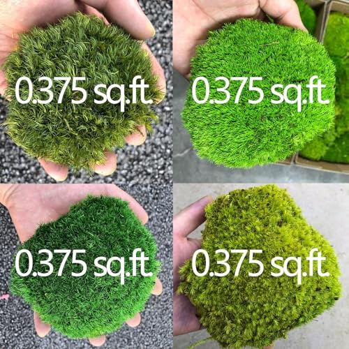 Only Moss No Bowl 4 Color Mix Pack Preserved Pole Moss Pillow Bun Cushion Natural Decorative Green DIY Kit Art Wall Florist Easter Decor (1.5 sq.ft, Green-A,B,C,D) - color: Color Mix-green-(a+b+c+d), size: 1.5 sq.ft.