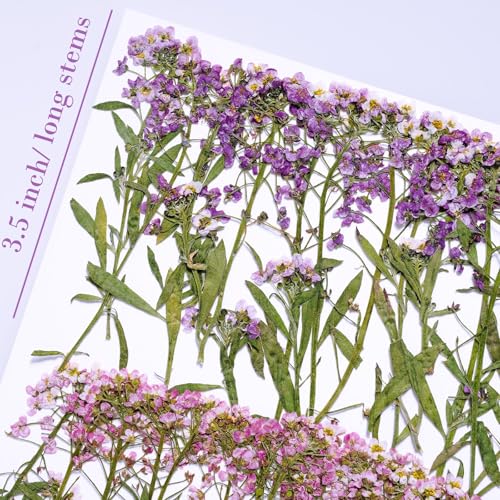 48 Pcs Mix Natural Dried Pressed Flowers for Cake Decorating, Real Dry Flower for Resin Jewelry Making, DIY Art Crafts (Sweet Alyssum) - color: Sweet Alyssum
