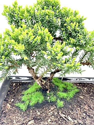 Live Dwarf Juniper Bonsai Tree About 6 Years Old with Cute Ceramic Fisherman | Juniper Bonsai Tree | Indoor/Outdoor | 100% Handcrafted| Home and Office Décor | Best Gift for Holiday - color: Juniper Smf