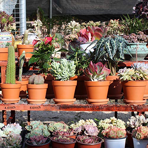 Terra Cotta Pots with Saucer- 6-Pack Large Clay Pots 5.5'' Ceramic Pottery Planter Cactus Flower Succulent Pot with Drainage Hole- Great for Plants,Crafts terra cotta planter - color: Terracotta