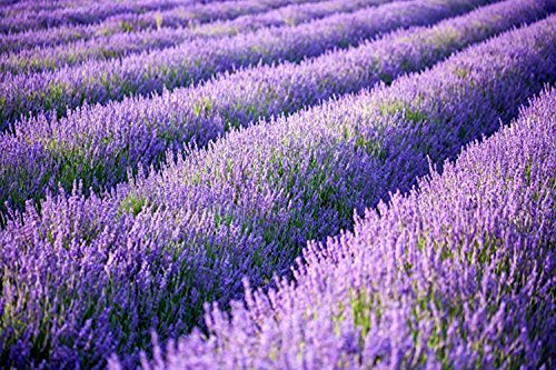 Artificial Lavender Flowers Bouquet in Purple, Fake Plant for Home Decor, Wedding, Garden, Office, Patio Decoration, Party Arrangement, Outdoor, Indoor, 4 pcs - color: Lavender / 4pcs