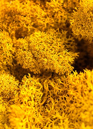 Super Moss (25151 Reindeer Moss Preserved, Mango, 3lbs - color: Mango, size: Appx. 3 lb Bulk Case