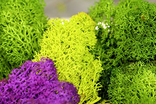Super Moss (21708) Reindeer Moss Preserved, Chartreuse, Appx. 2 Ounce - color: Chartreuse, size: 2 Ounce