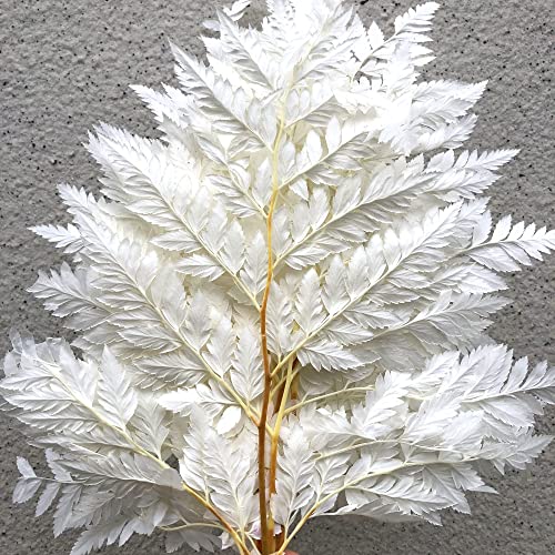 Preserved Real Green Ferns Dried Green Fern Tips Stems Wedding Garlands Home Decorations Bouquets Flower Arrangements Wall Hanging Dried (White)(20 Stems) - color: White-fern-20