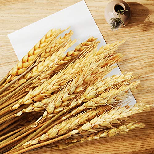 Uieke 600 Stems Dried Wheat Stalks, 17.7 Inches Dried Flowers 100% Natural Wheat for Home Kitchen Wedding Party Table Centerpiece Harvest Wreath Boho Farmhouse DIY Decoration - color: 600 Pcs