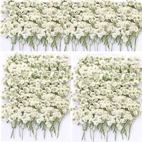 165Pcs Dried Pressed Baby's Breath Flowers - 100% Natural Flat Real White Gypsophila Baby Breath, Pressed Flowers for Resin Art, Epoxy Coasters, Wedding Invitations, Scrapbooking, Frame Decorations - size: 165