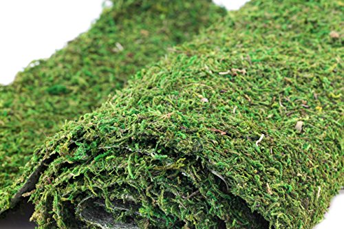 SuperMoss (22395) Instant Green Moss Mat - Preserved Moss Sheet for Table Runners Crafts Garden Decor and Green Wall Displays, 3ft x 24ft - color: Fresh Green, size: 3ft x 25ft