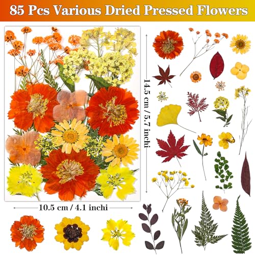 85Pcs Dried Flowers for Crafts, Natural Pressed Flowers for Crafts Real Dried Pressed Flowers Dry Leaves in Orange & Yellow for Resin, DIY Art, Scrapbook, Jewelry, Candle & Soap Making w/ Tweezer - color: Orange & Yellow 85pcs