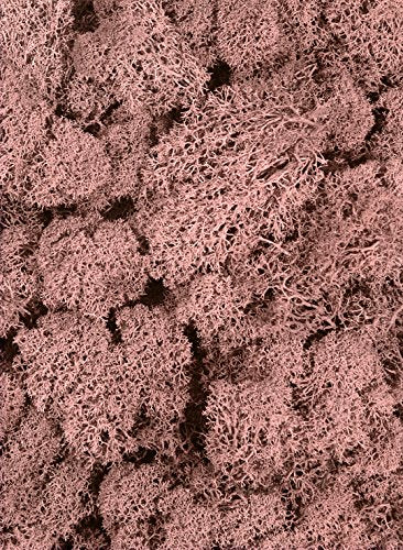 SuperMoss (21791) Reindeer Moss – Soft Preserved Moss for Home Decor, Crafts, Terrariums, Floral Design, and Wedding Decorations, 2,588 cu in, Dusty Rose - color: Dusty Rose, size: Appx. 10 lb Bulk Case