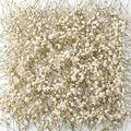 Fumete 200 Pcs Mini Dried Baby Breath Flowers 3000+ Wedding Ivory White Flowers Bulk 2-4 in Dried Artificial Gypsophila for Wedding Decor Boho Invitation Resin Candle DIY Art Crafts Making Bouquet