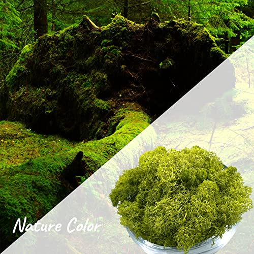 Moss Preserved Artificial Moss - 8.8 oz Natural Fresh Green for Craft, Arts, Floral Projects, Wall & Table Decor, Wedding Centerpieces, Garden Terrariums - Lemon Yellow - color: Lemon Yellow, size: 8.81oz