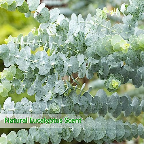 Real Dried Eucalyptus Stems, 20PCS Preserved Eucalyptus Plant 17inch Fresh Eucalyptus Greenery Plant for Vase Home Shower Wedding Festival Home Decoration - color: Green, size: 20Pcs Eucalyptus Stems