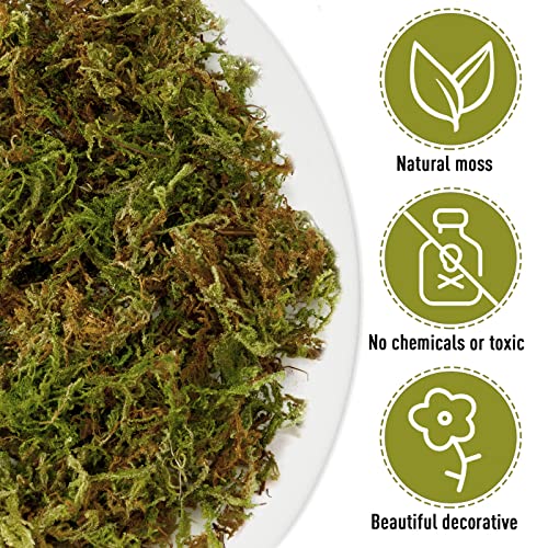 EBOOT 42.33 oz Faux Moss Fake Moss for Potted Plants Large Capacity Faux Dried Moss for Terrarium Decorative Artificial Natural Moss for Fake Plants Forest Moss for DIY Crafts Office Decor(2.65 lb)