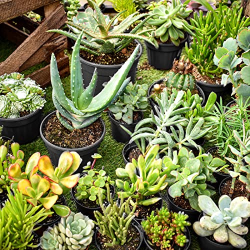RAOOKIF 50 Pack Nursery Pots, 3 Inch Nursery Pot for Plants, Small Plastic Plant Pots with Drainage Holes, Garden Flower Pots for Transplanting, Succulents, Cuttings, Seedlings(3inch,50pcs) - size: 3 Inch