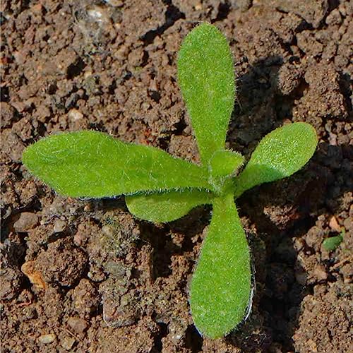 Seed Needs Strawflower Seeds for Planting Mixed Annual Cut Flowers 1 Pack - size: 1 Pack