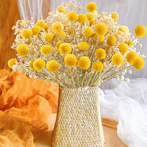 Uieke 30Pcs Natural Dried Flowers Craspedia Billy Balls Flowers Billy Buttons Floral Bouquet for Flower Arrangements Wedding Home Tall Vase Decor Yellow - color: Yellow-30mm-30pcs