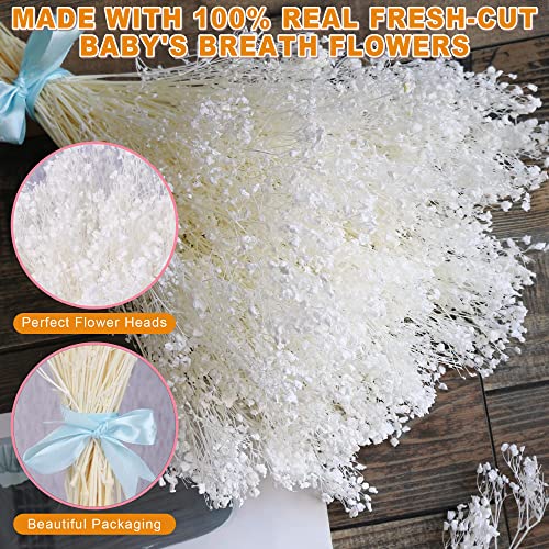 Dried Baby's Breath Flowers Bouquet - 3500+ Ivory White Dry Flowers Bulk, 17'' Real 100% Natural Gypsophila Branches for Wedding, DIY Home Party Table Vase Decor, Wreath Floral