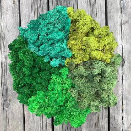 Preserved Reindeer Moss Natural Green DIY Kit Gardenning Art Wall Decor Florist Decor Easter Table Decor Wedding - color: Style-28, size: 1 lb