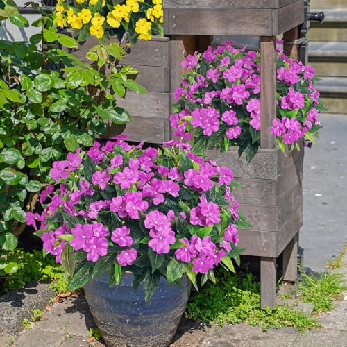 Uqueeten15.7” Fake Flowers Artificial Flowers for Outdoor,Silk Artificial Impatiens Bouquet Flowers for Outdoors，Spring Flowers Flores Artificiales para Decoracion Indoor Decor 8PCS (Purple) - color: Purple-8