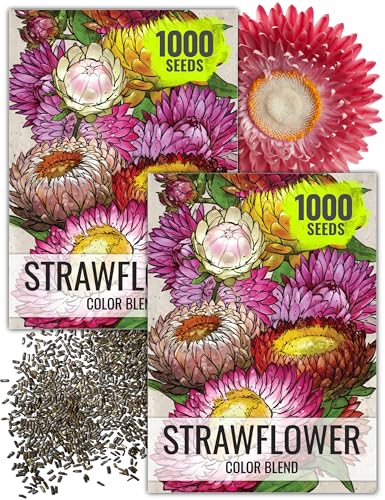 Seed Needs Strawflower Seeds for Planting Mixed Annual Cut Flowers 2 Packs - size: 2 Packs