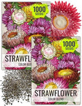 Seed Needs Strawflower Seeds for Planting Mixed Annual Cut Flowers 2 Packs - size: 2 Packs