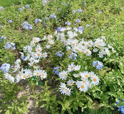 5 Bunches 16 inch - Realistic White Artificial Silk Daisy, Faux Wildflowers Bouquets with Stems for DIY Flower Arrangement Home Garden Wedding Decoration
