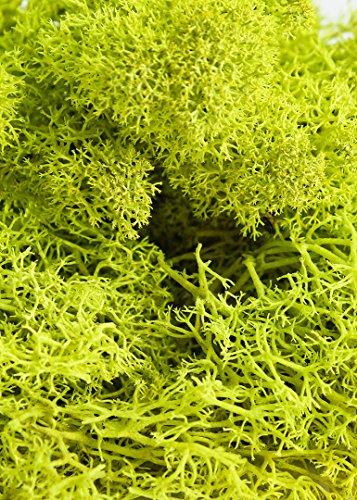 Super Moss (21708) Reindeer Moss Preserved, Chartreuse, Appx. 2 Ounce - color: Chartreuse, size: 2 Ounce