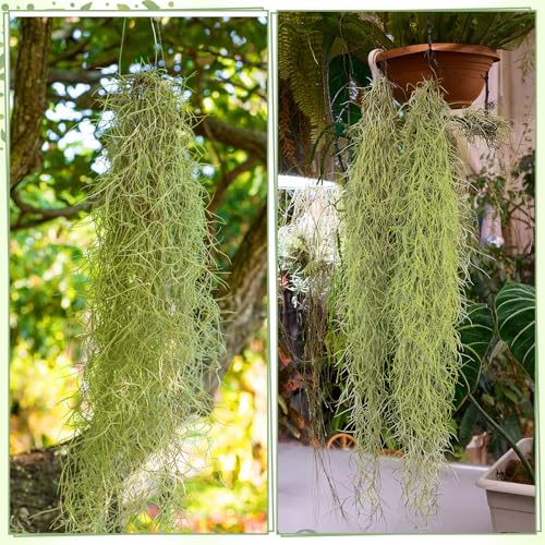 Giegxin Spanish Moss 41'' Fake Hanging Succulents Faux Moss Artificial Succulent Plants Vines Hanging Plants Swamp Decoration Potted Artificial Garland(Grayish Green,12 Pack) - color: Grayish Green