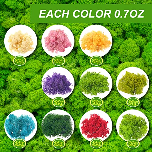 Canlierr 7 Oz Colored Fake Moss Preserved for Crafts Artificial Decorative Moss Faux Garden Dried Floral Forest for Terrariums Wall Decor Fairy Gardens Wedding Floral Project(Mixed Color)