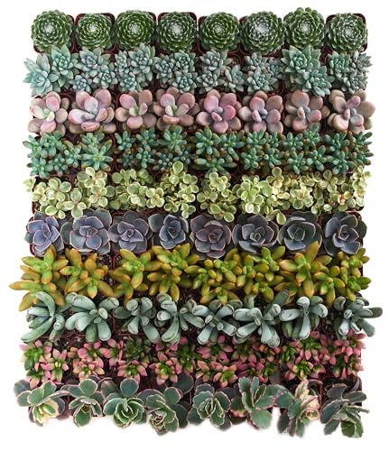 Shop Succulents Assorted Succulent Plant Pack Collection - Live Mini Succulent Plants, Low Maintenance, Mixture of Colors & Textures - Wedding and Party Favors, Gift & Garden, Pack of 32 - size: 32 Pack