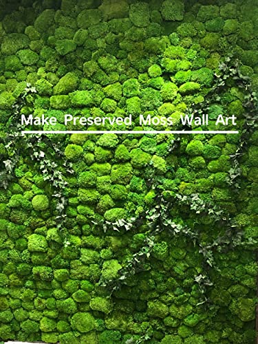 Preserved Pole Moss Pillow Bun Cushion Natural Green Decorative Real Natural Green DIY Kit Terrariu7r Table Decor Wedding (10.5 sq.ft., Green-B) - color: Green-b, size: 10.5 sq.ft