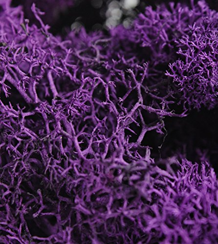 SuperMoss (25141) Reindeer Moss Preserved, Purple, 8oz (200 cubic inch) - color: Purple, size: 200 in3 Bag (Appx. 8oz)