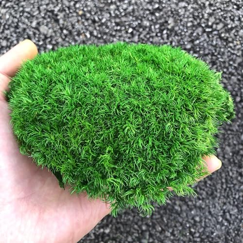 Preserved Pole Moss Pillow Bun Cushion Natural Green Decorative Real Natural DIY Kit Gardenning Art Wall Decor Florist Easter Table Decor Wedding(1.5 sq.ft, Green-C) - color: Green-c, size: 1.5 sq.ft.